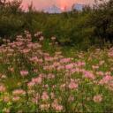 flowering meadows 🌷