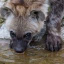 WHAT IN THE HYENA