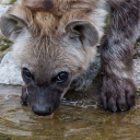 WHAT IN THE HYENA Discord server icon