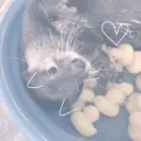 (՞. .՞)    otter palace     🐾