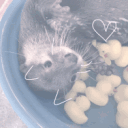 (՞. .՞)    otter palace     🐾 Discord server icon