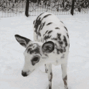 happy paws ᢉ𐭩 | trading hub Discord server icon