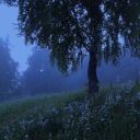 The amazing forest!