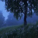 The amazing forest!