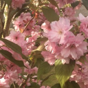 Petals Bloom | ♡ WLW