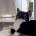 kittykattt discord icon