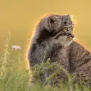manul & Friends