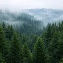 Остров Общения