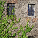 𝐎𝐕𝐄𝐑𝐆𝐑𝐎𝐖𝐓𝐇 Discord server icon