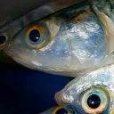 Fish bowl city Discord server icon