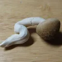 👈 social fungi 👉