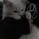 ♡ shadowpaws ♡ Discord server icon