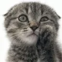 Oficina de gatos discord icon