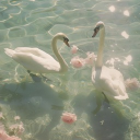 ˗ˋˏSwans  🤍  Lake ˎˊ˗ Discord server icon