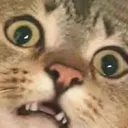 /𝓅𝒶𝓌𝓈𝓎 ໒꒱☆