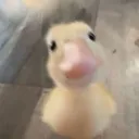 hi