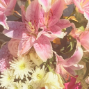 𐚁๋࣭⭑ֶָ֢ 𝑳𝒊𝒍𝒚 𝑪𝒐𝒗𝒆 Discord server icon