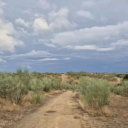 🐾 WARRIORS ; Final Stars ☆ Discord server icon