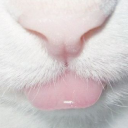 Meows ⸝⸝ gω ⸝⸝ ємσтєѕ ⸝⸝ ηєω  𖾕𖾝꙼ᩚ𛲕𖾟 Discord server icon