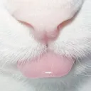 Meows ⸝⸝ gω ⸝⸝ ємσтєѕ ⸝⸝ ηєω  𖾕𖾝꙼ᩚ𛲕𖾟