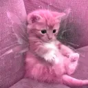 Your Fav Kitten discord icon