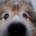 Furryframe