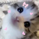 Lovely~ kittens Icon