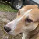 /twinss| discord icon