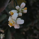 𓆩Ƭ𝚁ᎬƝᎠᥫ᭡𓆪 Discord server icon