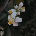 𓆩Ƭ𝚁ᎬƝᎠᥫ᭡𓆪