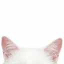 Meow