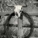 ʙʟᴏᴏᴅ & ʙᴀʀʙᴇᴅ ᴡɪʀᴇ Discord server icon