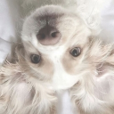 🐾　♡　  /puppies playpen　  .　d̲ʝ2ɭ Discord server icon
