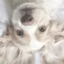 🐾　♡　  /puppies playpen　  .　d̲ʝ2ɭ