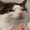 𝐶ℎ𝑒𝑐𝑘 𝐶𝑎𝑡 𝐶𝑜𝑜𝑙