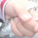 ヒラメ　雑談 Discord server icon