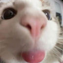 Universal idiots Discord server icon