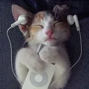 strong cat implications