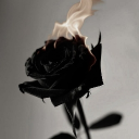 🧪 Black Rose Laboratory Discord server icon