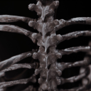 —　VERTEBRAE ﹕ 18+ RP SERVER ﹒ Discord server icon