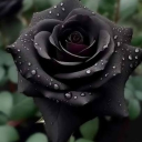 𝓣𝓱𝓮 𝓑𝓵𝓸𝓸𝓶 𝓐𝓾𝓽𝓱𝓸𝓻𝓲𝓽𝔂 Discord server icon