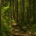 ☆Overgrown Forest☆
