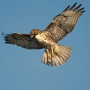 The Phantom Hawk's Discord server icon