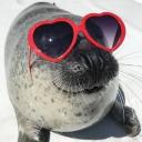 Group Of Silly Seals