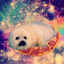 𝐅𝐨𝐜𝐳𝐤𝐢 ^w^