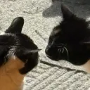 whiskersz ! discord icon