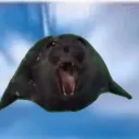 whiskersz ! discord icon