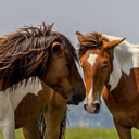 Moonland Herds | WHI RP Discord server icon