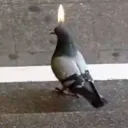 ⏤͟͟͞͞   ᴄᴏᴍᴍᴜɴᴀᴜᴛᴇ́ ᴅᴇs ᴘɪɢᴇᴏɴs▷
