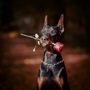 𓆩˙∘˚RAWR!˚∘˙𓆪 𓆩Ask2Dm𓆪 Discord server icon